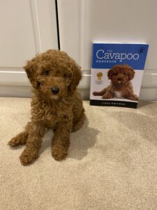 Cavapoo