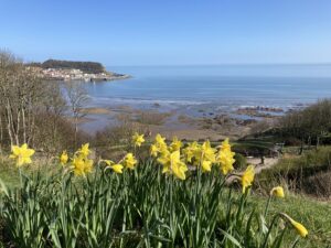 Daffodils on the coast